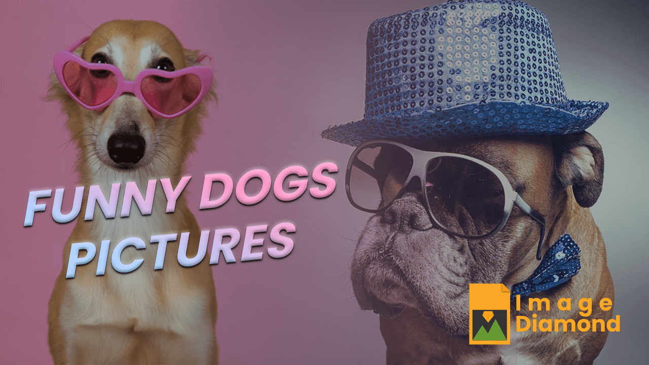 Más de 80 imágenes divertidas de perros – imágenes divertidas de perros