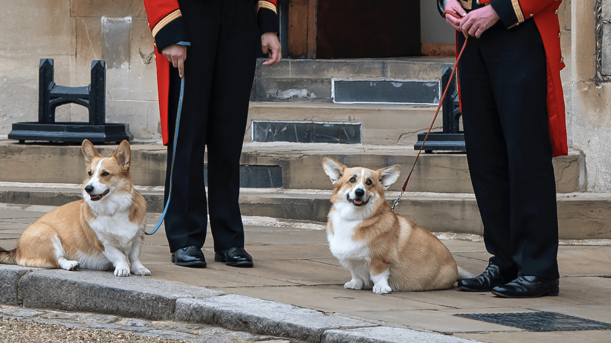 Desarrollador Web Freelance | Wordpress | | Los corgis de la Reina y la poni Emma asisten al cortejo fúnebre: Ver las fotos. 1 Desarrollador Web Freelance | Wordpress | | hero