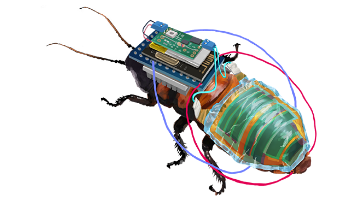 Desarrollador Web Freelance | Wordpress | | El Instituto RIKEN está desarrollando una cucaracha cyborg recargable 1 Desarrollador Web Freelance | Wordpress | | hero