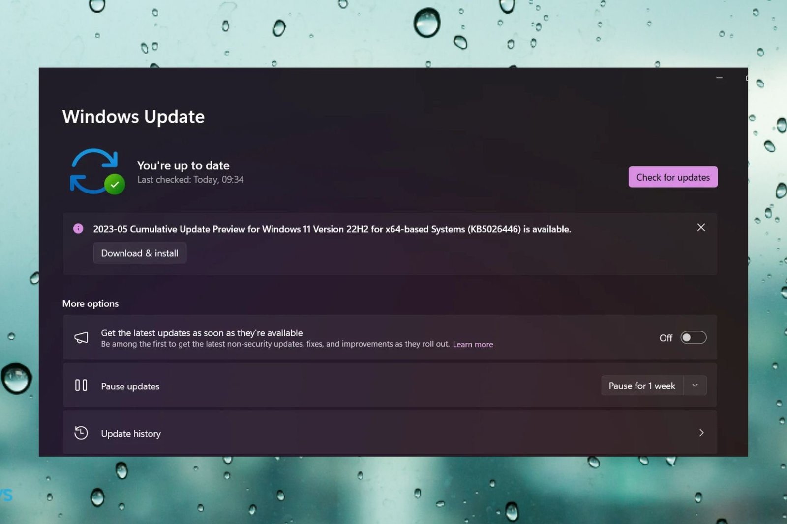 Desarrollador Web Freelance | Wordpress | | Momento 3 hace que la pantalla en blanco para algunos, pero hay una solución 2 windows 11 momento 3 pantalla en blanco