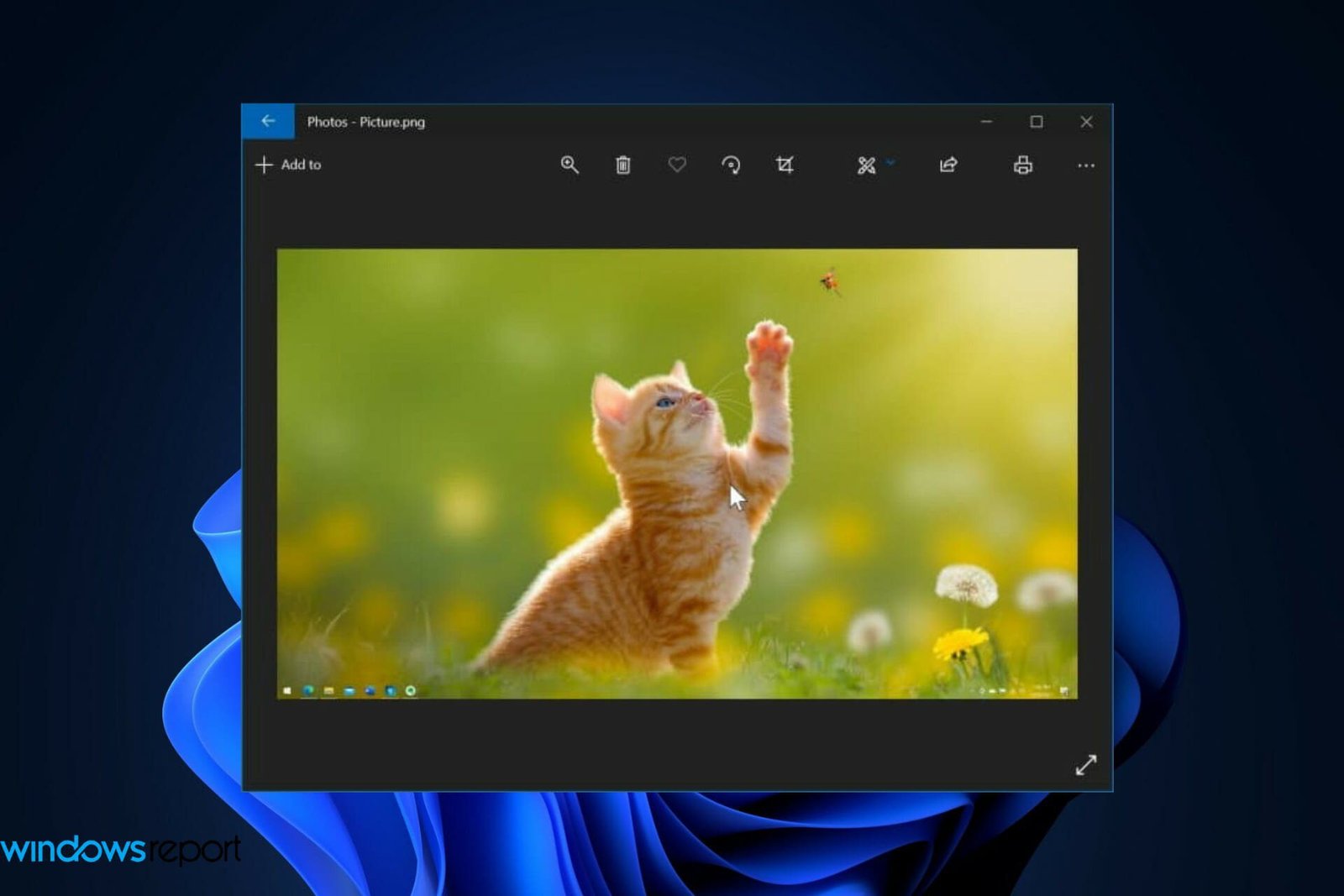 Desarrollador Web Freelance | Wordpress | | Spot Fix vuelve a la aplicacion Fotos en Windows 11
